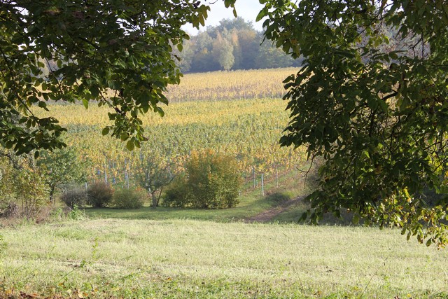 Vignoble de Dorlisheim à l'automne, à 15 minutes du Gite en Alsace